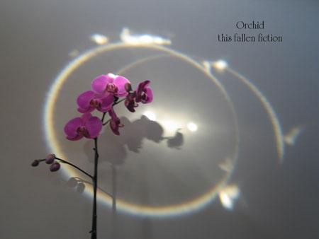 Orchid